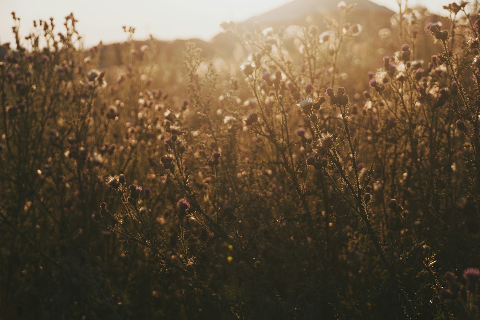 Golden hour sunlight over a field of wildflowers