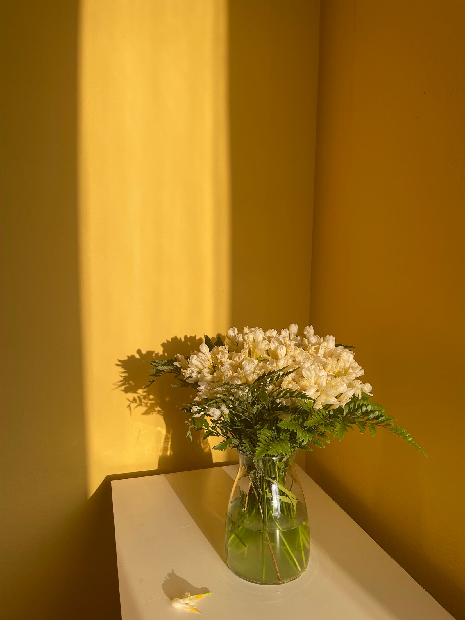 A vase of white flowers lit by warm sunlight against a golden wall